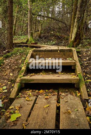 Plan vertical d'un chemin d'escalier en bois dans une forêt de grands pins Banque D'Images