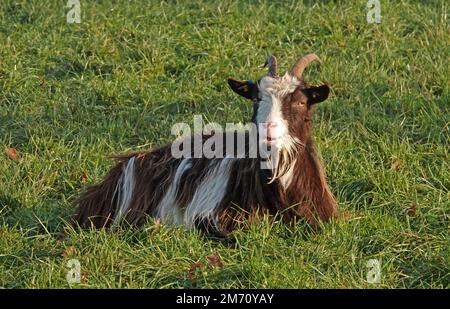 La femelle Dutch Landrace Goat se trouve dans l'herbe. Elle est en train de blanchiser. C'est une ancienne race hollandaise avec des cornes et des bouées. Banque D'Images