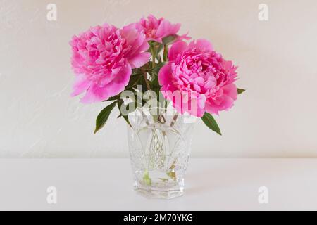 Pivoines roses dans un vase en cristal sur une surface blanche. Banque D'Images