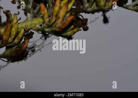 Toile d'araignée dépolie sur une branche, macrophotographie, toile d'araignée Banque D'Images