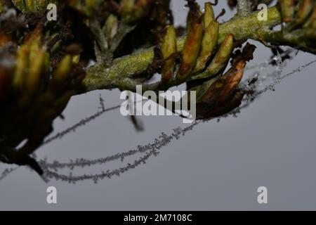 Toile d'araignée dépolie sur une branche, macrophotographie, toile d'araignée Banque D'Images