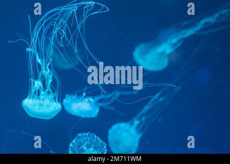 Méduses flottant dans l'océan-mer, la lumière traverse l'eau, créant un effet de rayon volumétrique. Méduse bleu dangereux Banque D'Images