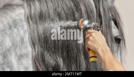 La longue manie scintillante de cheval gris est lavée avec de l'eau du tuyau. Mise au point sélective à portée de main avec tuyau, bouloche. Banque D'Images