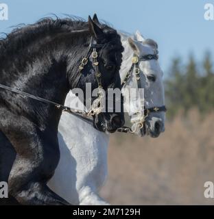 Portrait de deux chevaux andalous en pont baroque en mouvement. Accent sélectif sur le cheval noir. Banque D'Images