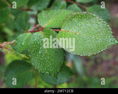 texture de gouttes de pluie ou de rosée sur une feuille verte avec des bords piquant gros plan, fond naturel qui se transforme en flou avec des feuilles de rosiers Banque D'Images