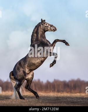 Arrière de cheval andalou gris foncé sur pré de printemps avec ciel couvert Banque D'Images