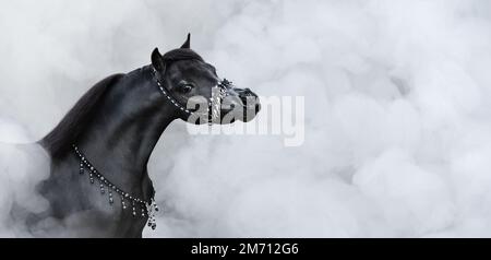 Portrait de beau cheval miniature américain noir en fumée légère avec espace pour le texte. Banque D'Images