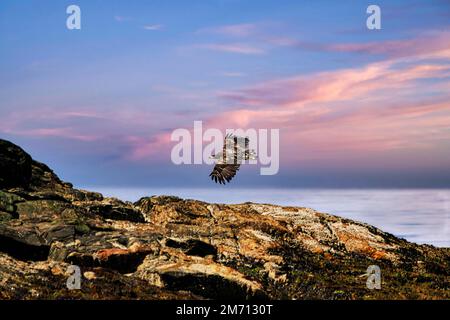 Aigle à queue blanche (Haliaeetus albicilla) survolant des rochers dans la réserve naturelle, Bleiksoy Island, crépuscule, Bleik, Andoya, Vesteralen, Nord Banque D'Images