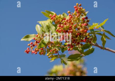 peppertree brésilien (Schinus terebinthifolia), peuplement de fruits, Maroc Banque D'Images