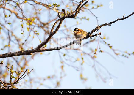 Bunting rustique (Emberiza rustica), homme adulte, parc national d'Oulanka, Kuusamo, Ostrobothnia du Nord, Finlande Banque D'Images