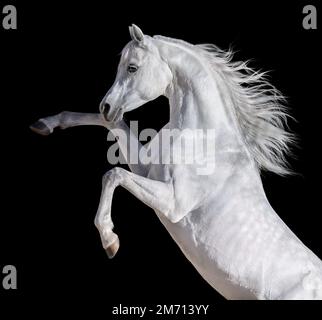 Cheval arabe blanc avec de longues lamanes. Isolé sur fond noir. Banque D'Images