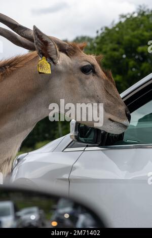 Photo d'un pays commun (taurotragus oryx) regardant dans une fenêtre de voiture Banque D'Images