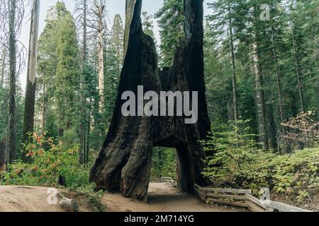 Parc national de Yosemite, États-Unis - octobre 2022 : vue sur l'arbre du tunnel mort dans Tuolumne Grove. Photo de haute qualité Banque D'Images