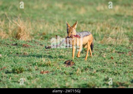 Chacal à dos noir (Canis mesomelas), courant avec des proies dans la savane, réserve nationale de Masai Mara, Kenya Banque D'Images