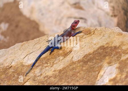 Arbre (agama) lézard, sur pierre, réserve nationale de Masai Mara, Kenya Banque D'Images