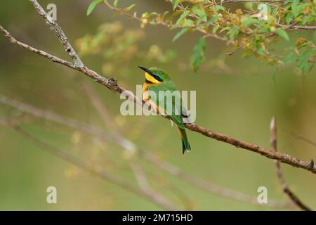 Little Bee-eater (Merops pusillus), sur son lieu d'attente, réserve nationale de Masai Mara, Kenya Banque D'Images