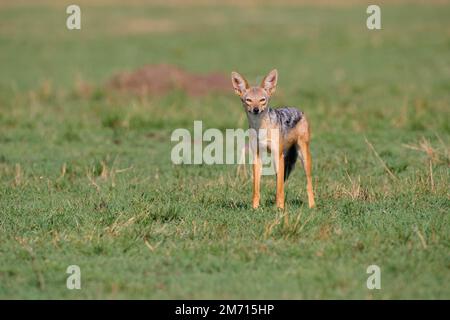 Chacal à dos noir (Canis mesomelas), debout dans la savane, réserve nationale de Masai Mara, Kenya Banque D'Images