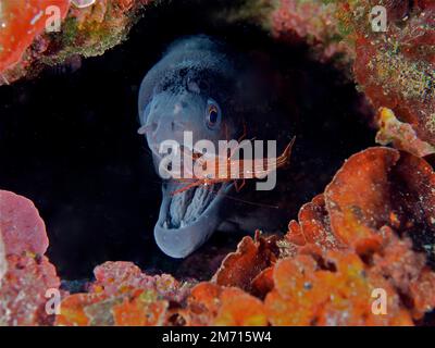 Un moray méditerranéen (Muraena helena) est soigné par une crevette Monaco plus propre (Lysmata seticaudata) . Site de plongée Cap de Creus, Cadaques, Costa Banque D'Images