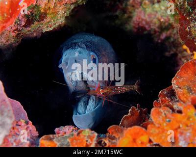 Une crevette plus propre de monaco (Lysmata seticaudata) nettoie la grande bouche ouverte d'un moray méditerranéen (Muraena helena) . Site de plongée Cap de Creus Banque D'Images