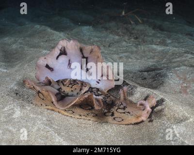 Lièvre d'eau tacheté (Aplysia dactylomela) escargot de mer la nuit. Site de plongée El Cabron Marine Reserve, Arinaga, Gran Canaria, Espagne, Océan Atlantique Banque D'Images