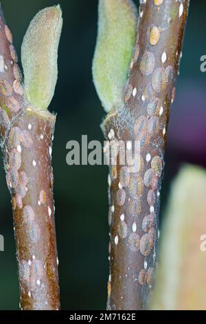 Des insectes de l'échelle (Coccidae) sur un magnolia dans le jardin. Ce sont des ravageurs dangereux de diverses plantes. Ils sont communément appelés balances souples, écailles de cire o Banque D'Images