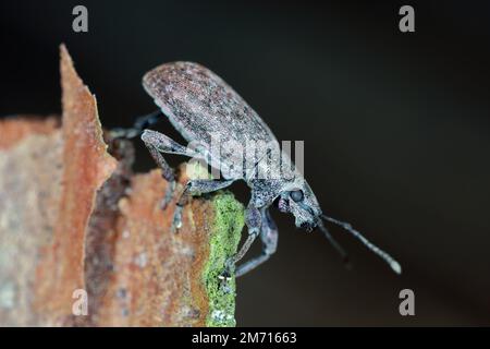 Dendroctone du pin gris (Brachyderes incanus) Coleoptera, Curculionidae. Banque D'Images