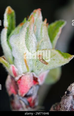 Apple case Bearer où la larve d'une Coleophora malivorella. Jeune chenille sur le développement de feuilles de pomme au printemps. Banque D'Images