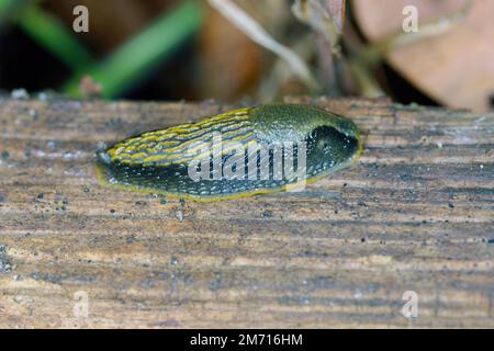 Mineur de la limace lusitanienne (Arion vulgaris) dans le jardin. Banque D'Images