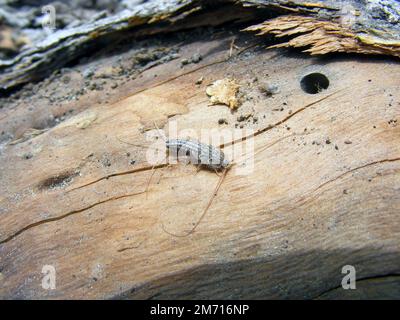 Firebrat (Thermobia domestica, thermophila furnorum, Lepismodes inquilinus), sur le bois séché. Banque D'Images