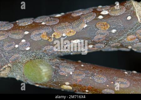 Des insectes de l'échelle (Coccidae) sur un magnolia dans le jardin. Ce sont des ravageurs dangereux de diverses plantes. Ils sont communément appelés balances souples, écailles de cire o Banque D'Images