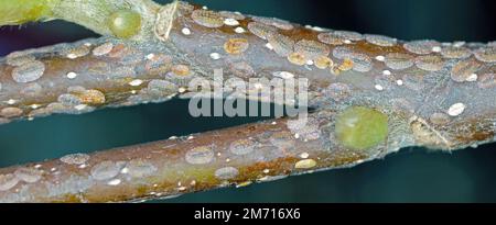 Des insectes de l'échelle (Coccidae) sur un magnolia dans le jardin. Ce sont des ravageurs dangereux de diverses plantes. Ils sont communément appelés balances souples, écailles de cire o Banque D'Images