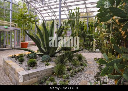 Maison de plantes de verre dans les jardins de la villa au bord du lac, jardin de spa, plantes cactus, collection de cactus (Cactaceae), cactus, divers cactus, maison en verre Banque D'Images