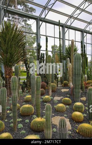 Maison de plantes de verre dans les jardins de la villa au bord du lac, jardin de spa, plantes cactus, collection de cactus (Cactaceae), cactus, divers cactus, maison en verre Banque D'Images