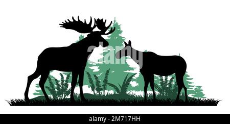 Elk mâle avec de grandes cornes et avec femelle orignal vache. Silhouette. Glade dans la forêt de conifères. Epaissons de fougères dans la forêt du nord. Animaux dans Illustration de Vecteur