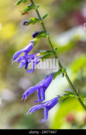 Gros plan de la salvia violette amistad fleurs en fleur Banque D'Images