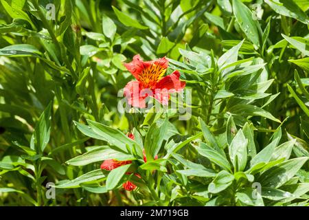 Alstroemeria - belle fleur également connue sous le nom d'astromélie ou de nénuphars du Pérou. Banque D'Images