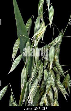 Oreilles d'avoine vertes non mûres (Avena sativum), isolées sur fond noir. Studio photo. Bouquet d'avoine verte isolée sur fond noir. Oreilles d'avoine. Banque D'Images