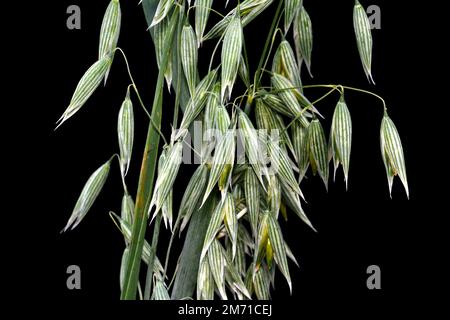 Oreilles d'avoine vertes non mûres (Avena sativum), isolées sur fond noir. Studio photo. Bouquet d'avoine verte isolée sur fond noir. Oreilles d'avoine. Banque D'Images