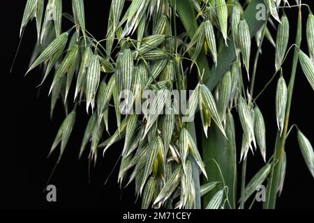 Oreilles d'avoine vertes non mûres (Avena sativum), isolées sur fond noir. Studio photo. Bouquet d'avoine verte isolée sur fond noir. Oreilles d'avoine. Banque D'Images