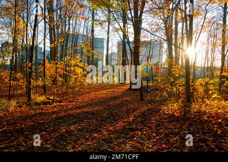 Style de vie - Appartement avec coucher de soleil sur la forêt en premier plan Banque D'Images