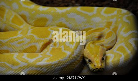 Python birman (Python bivittatus) Banque D'Images