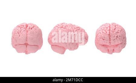3D rendu de la vue arrière avant du cerveau humain isolé. Vue multiple de l'anatomie humaine. Modèle généré par ordinateur. Banque D'Images