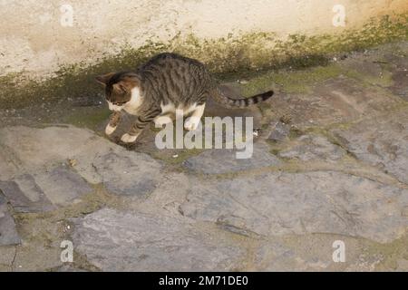 Chat errant jouant avec sa nourriture Banque D'Images