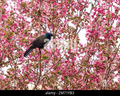 Un Grackle commun (bronzé) perché sur un arbre à Crabapple rose en pleine floraison au début du printemps. Banque D'Images