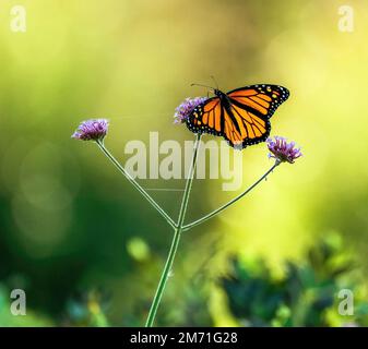 Un beau papillon Monarch pollinisant sur une plante Verbena avec des ailes ouvertes et la lumière douce filtrant à travers le fond ouvert. Banque D'Images