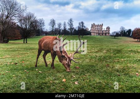 Un cerf rouge au parc Wollaton de Nottingham, Royaume-Uni Banque D'Images