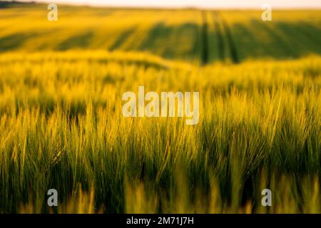 Paysage de champ d'orge vert sur fond sous la lumière du soleil en été. Agriculture, processus agricole. Céréales poussant dans un sol fertile. Banque D'Images