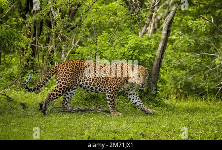 Léopard (Panthera pardus kotiya) dans le parc national de Yala. Sri Lanka. Banque D'Images