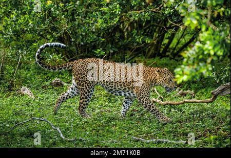 Léopard (Panthera pardus kotiya) dans le parc national de Yala. Sri Lanka. Banque D'Images