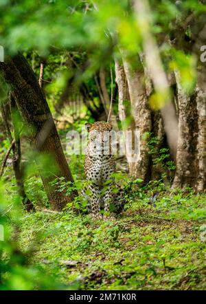 Léopard (Panthera pardus kotiya) dans le parc national de Yala. Sri Lanka. Banque D'Images